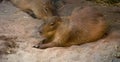 Capybara animal in Montreal Biodome