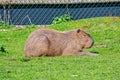 Capybara resting in the sun