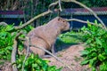 Capybara animal in the sun