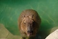Capybara animal in water