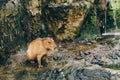 Single capybara in the aviary. Protection and care of animals in the zoo.