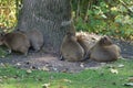 Capybara cubs.