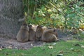 Capybara cubs.