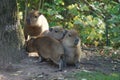 Capybara cubs.