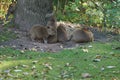 Capybara cubs.