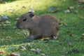 Capybara  cubs. Royalty Free Stock Photo