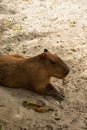 capybara basking on sandy ground
