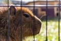 Capybara behind cage in a wildlife preserve animal protection early morning strong backlight