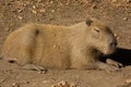 Capybara Big Rodent Royalty Free Stock Photo