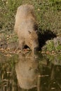 Capybara Big Rodent Royalty Free Stock Photo