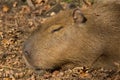 Capybara Big Rodent Royalty Free Stock Photo