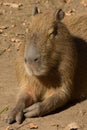 Capybara Big Rodent Royalty Free Stock Photo