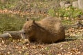 Capybara Big Rodent Royalty Free Stock Photo