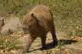 Capybara Big Rodent Royalty Free Stock Photo