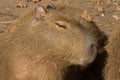 Capybara Big Rodent Royalty Free Stock Photo