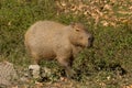 Capybara Big Rodent Royalty Free Stock Photo