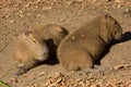 Capybara Big Rodent Royalty Free Stock Photo