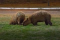 Capybara - Brasilia, Distrito Federal, Brazil