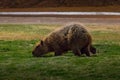 Capybara - Brasilia, Distrito Federal, Brazil