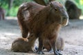 Capybara, capybara or "capybara", American rodent in a natural state nursing its young