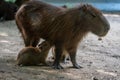 Capybara, capybara or "capybara", American rodent in a natural state nursing its young