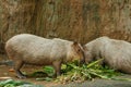 Capybara ,capybara of zoo Thailand.,Animal,Wildlife. Royalty Free Stock Photo