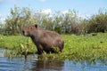 Capybara and cayman in Ibera Wetlands, Argentina Royalty Free Stock Photo