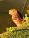 Biggest roddent in the world - Capybara