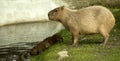 Capybara with cubs Royalty Free Stock Photo