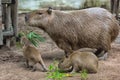 Capybara with cubs