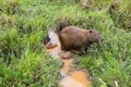 Capybara with cubs in Ibera Wetlands, Argentina