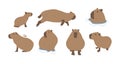 capybara cute 5