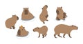 capybara cute 2