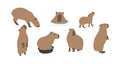 capybara cute 4