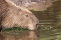 Capybara drinking Royalty Free Stock Photo