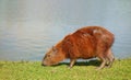 Capybara eating grass by the lagoon on a sunny day Royalty Free Stock Photo
