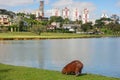 Capybara eating grass by the lagoon on a sunny day Royalty Free Stock Photo