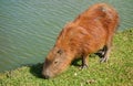Capybara eating grass by the lagoon on a sunny day Royalty Free Stock Photo