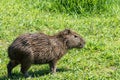 Capybara eating grass near de river