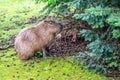 Capybara is eating on the grass Royalty Free Stock Photo