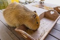 Capybara eats food from a feeder Royalty Free Stock Photo