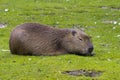 Capybara enjoying the sun