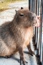 Capybara enjoys socializing with a man, a young man stroking a capybara through the bars at the zoo