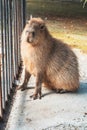 Capybara enjoys socializing with a man, a young man stroking a capybara through the bars at the zoo