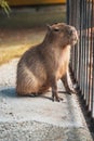 Capybara enjoys socializing with a man, a young man stroking a capybara through the bars at the zoo