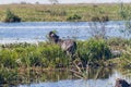 Capybara in Esteros del Ibera Royalty Free Stock Photo