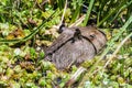 Capybara in Esteros del Ibera Royalty Free Stock Photo