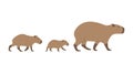 capybara family cute