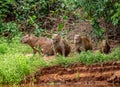 Capybara family in the grass by the river.