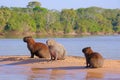 Capybara family, Hydrochoerus Hydrochaeris, also called chiguire, chiguiro and carpincho, Cuiaba River, Pantanal, Brazil